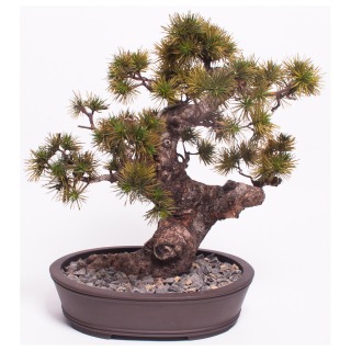 EVER-BONSAI-145