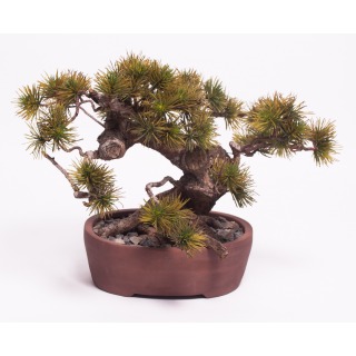 EVER-BONSAI-146