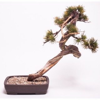 EVER-BONSAI-147