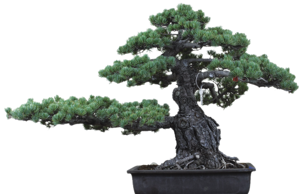 pinebonsai