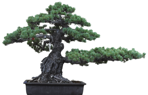 pinebonsai